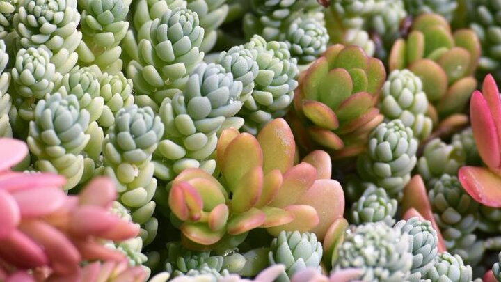 Image of assorted succulent plants. 