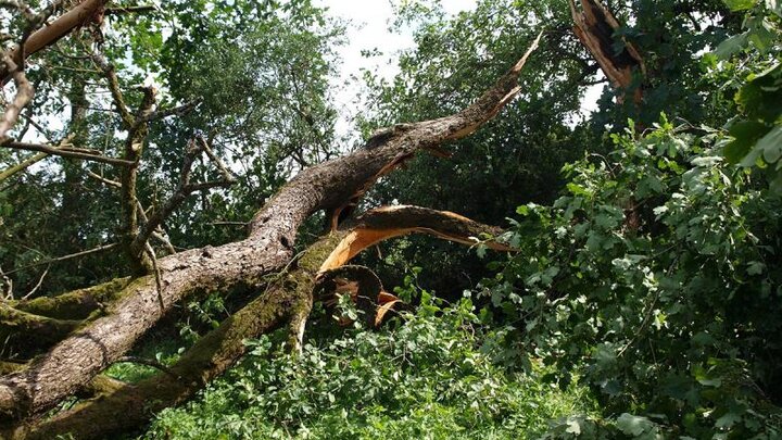 Picture of tree with tornado damage.