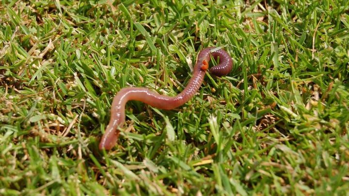 Picture of earthworm