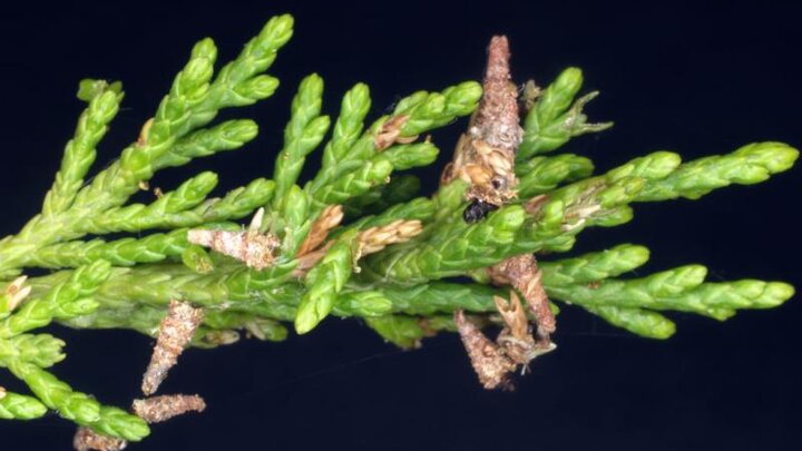 Image of newly hatched young bagworms. 