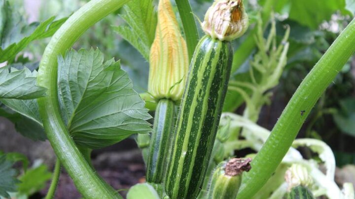 Picture of Zuchini Plant