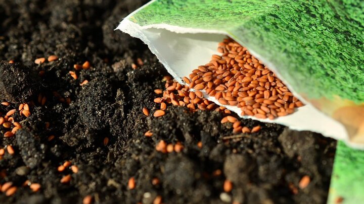 A paper seed pouch that was torn open and seeds are spilling out and scattered on dark potting mix.