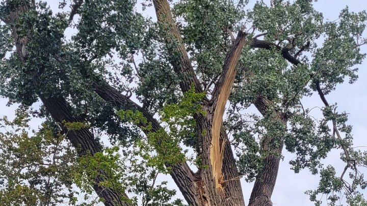 Picture of large eastern cottonwood tree with a broken limb from storm damage