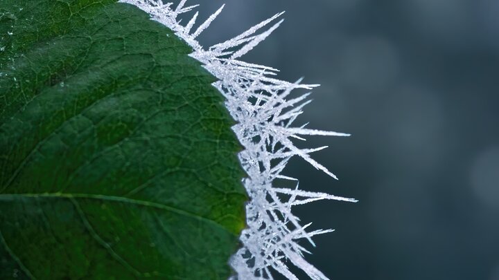 Green leaf edged with sharp, white ice crystals against a blurred dark background.