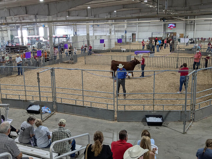 Large livestock arena with a cow being judged, surrounded by spectators on bleachers and handlers inside.