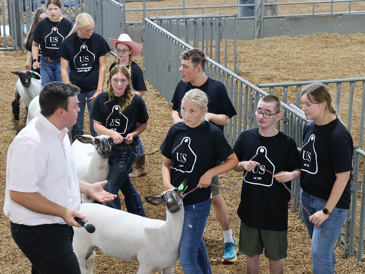 Several youth in pairs or threes leading sheep. An adult judge is talking to them.