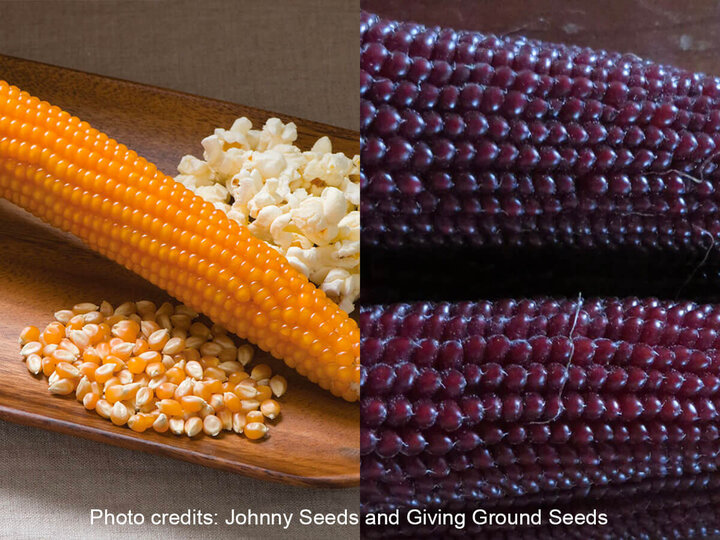 Two kinds of popcorn still on corncobs, yellow and purple