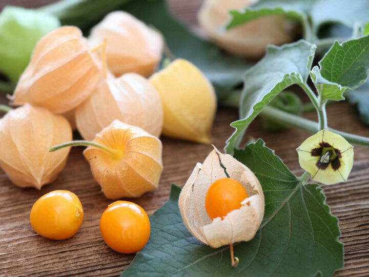 Image of golden husk cherry. 