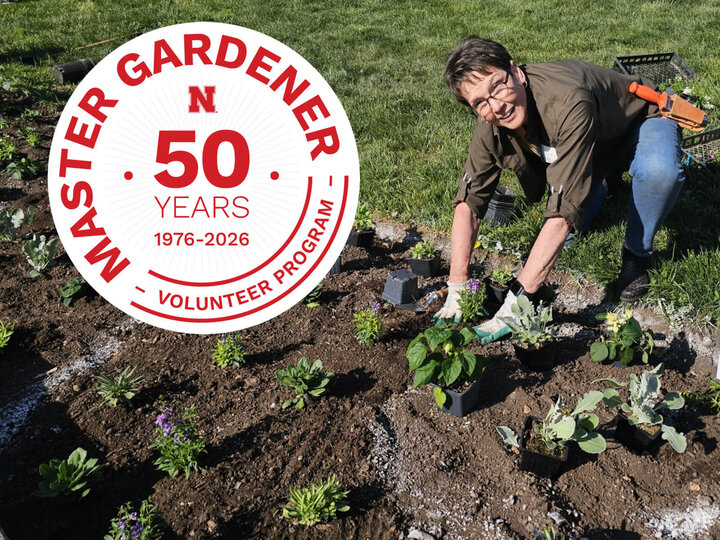 A woman crouched over planting small plants into dirt with a graphic that says Master Gardener 50 Years