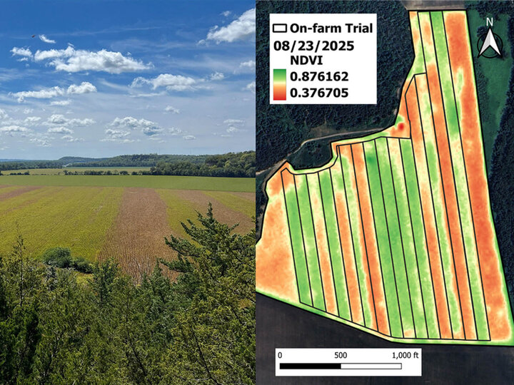 Field showing visual differences in the corn canopy health between fungicide treatments. Another image showings  treatment layout showing the Normalized Difference Vegetation Index (NDVI). Key says On-farm Trial 08/23/2025. Values range from .876162 to .376705