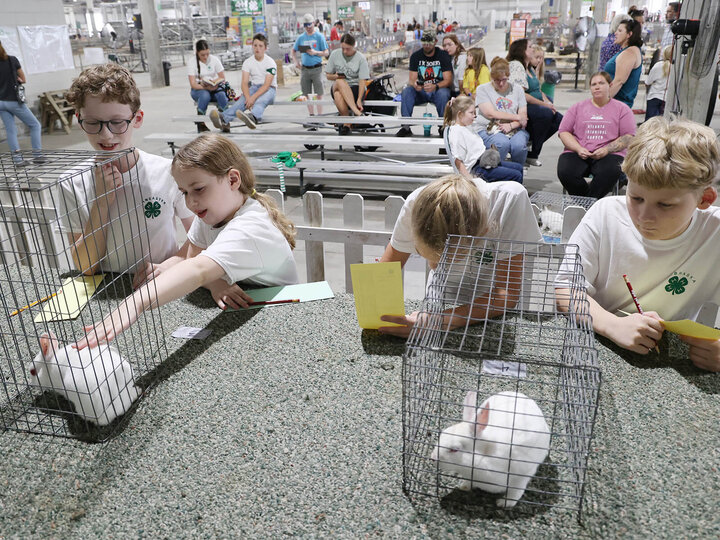 four youth wearing 4-H shirts looking at or reaching for rabbits under cages