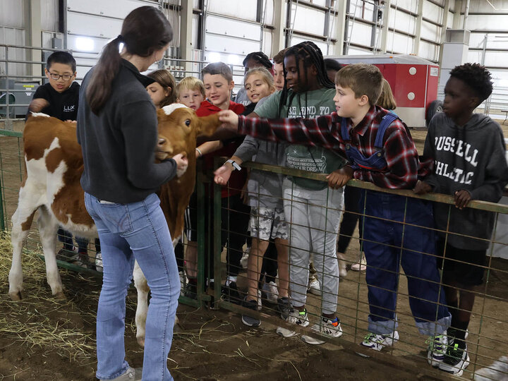 A woman standing next to a dairy cattle calf, with a line of students petting the calf