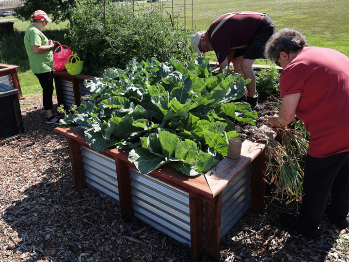 Extension staff and volunteers harvesting produce from the Growing Together Nebraska Garden