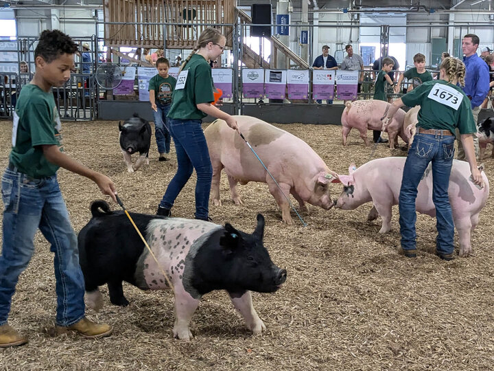 Several youth leading various breeds of swine in a show arena with an adult judge observing