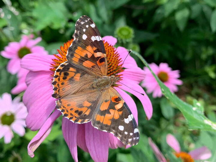 image of butterfly on a flower