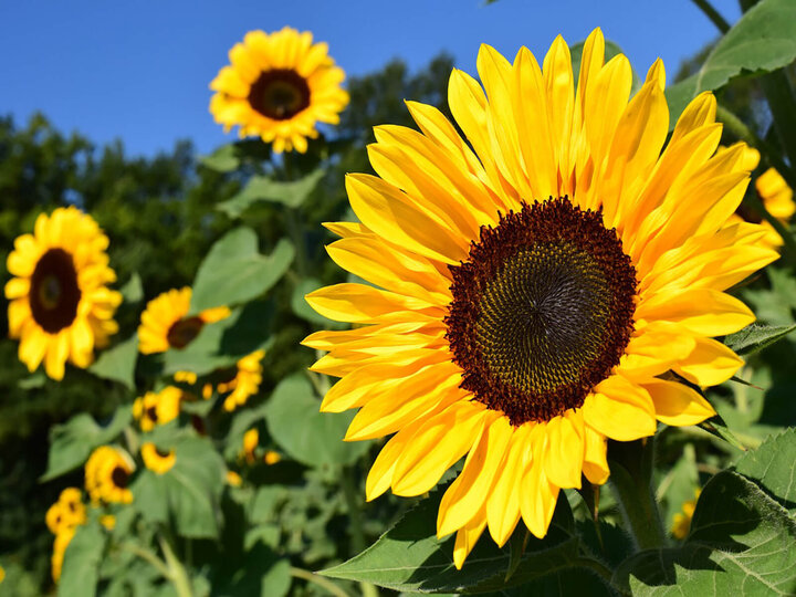 Image of a sunflower. 