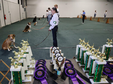 Several rows of dog trophies on a table with youth and their dogs in the background