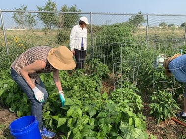 image of master gardeners working in garden