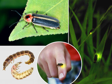 a collage of fire fly adult beetles, larva, and glowing on grass in the dark