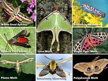 A collage of eight moths: White-lined Sphinx, Luna Moth, Ailanthus Webworm Moth, Squash Vine Borer, Virgin Tiger Moth, Plume Moth, Snowberry Clearwing, Polyphemus Moth