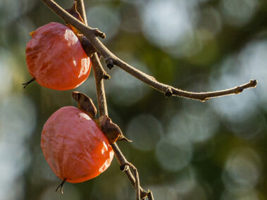 two wrinkled fruits on a tree branch
