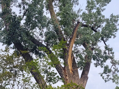 a cottonwood tree with one large broken branch with jagged torn bark