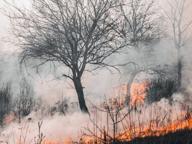 Burnt tree in middle of burning brush with lots of smoke