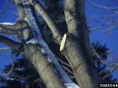 A tree trunk with a freshly cut branch, snow along the bark, and a deep blue sky in the background.