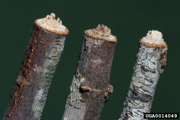 Picture of tree twigs damaged by twig girdler.