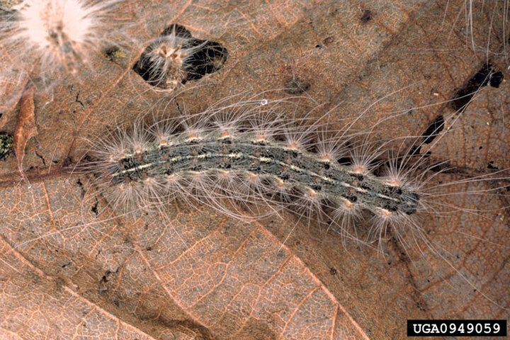 Image of fall webworm caterpillar.