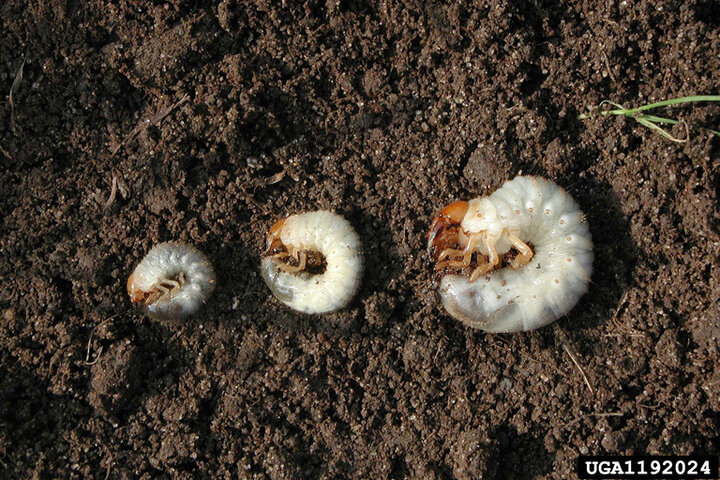 Picture of white Grub