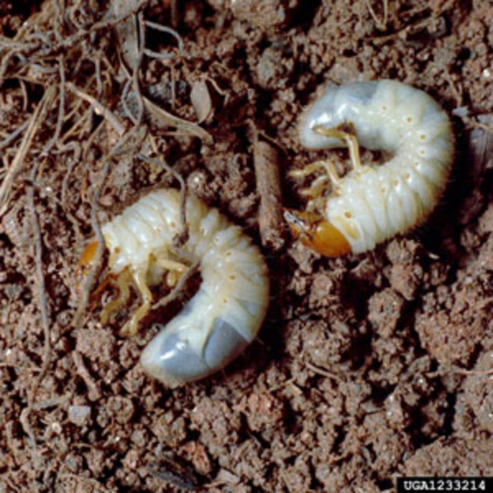 immature white grubs in soil