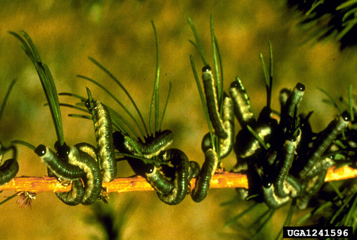 Image of larch sawfly. 