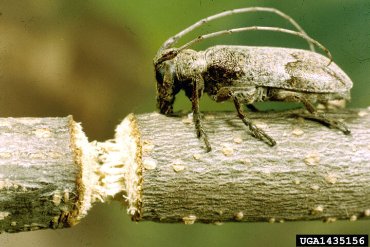  Picture of Female Beetle Twig Girdler