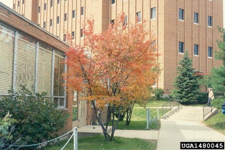 Canadian serviceberry, A. canadensis, fall color. Richard Webb, Bugwood.org.