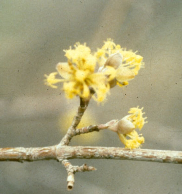 Picture of Cornelian Cherry dogwood tree.