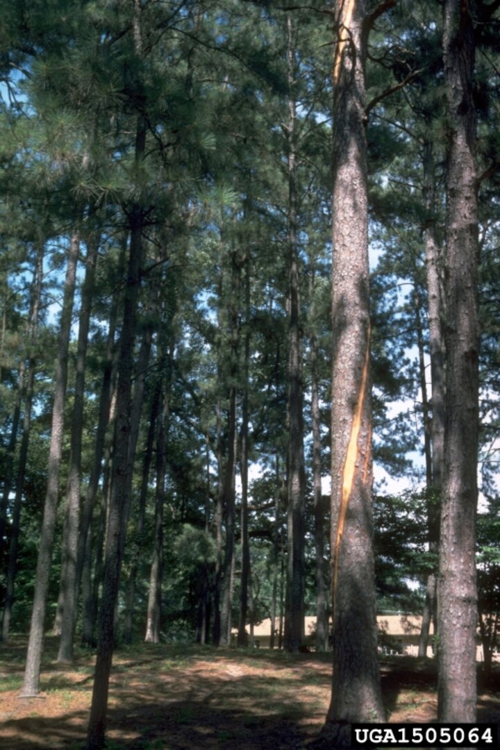 Narrow strip of lightning-damaged bark. Injury may spiral around tree or move straight down the trunk. Paul Mistretta, USDA Forest Service, Bugwood.org