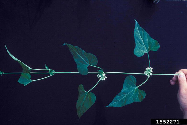 Image of honeyvine milkweed foliage.