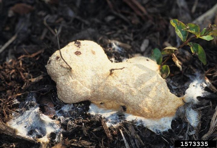 Picture of slime mold.