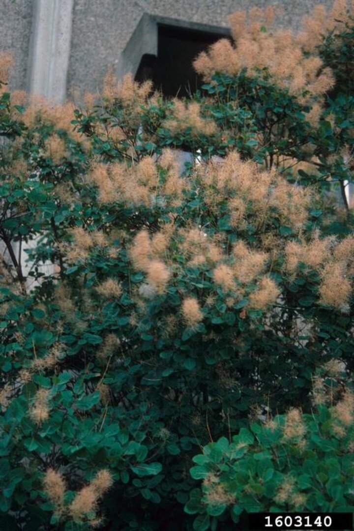 Image of a smokebush. 