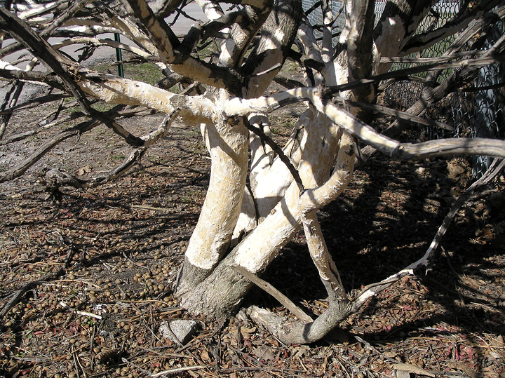 Picture of winter damage to burning bush shrub.