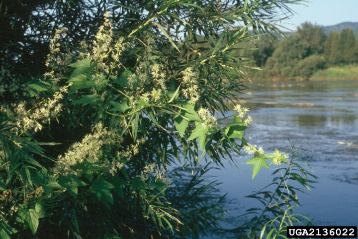 Image of wild cucumber vine in a tree.