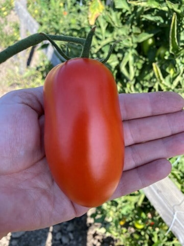 Regional Heartland 'Roma Tomato'