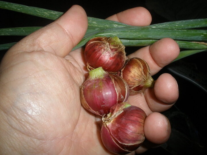 Not curing stems and trimming too close to the bulb will reduce storage potential and increase the likelihood of storage rots.