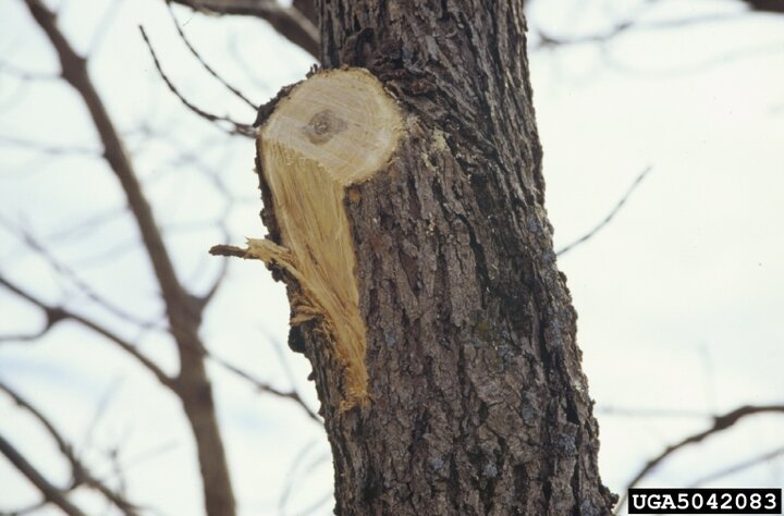 Poor technique used when pruning this branch resulted in bark damage. 