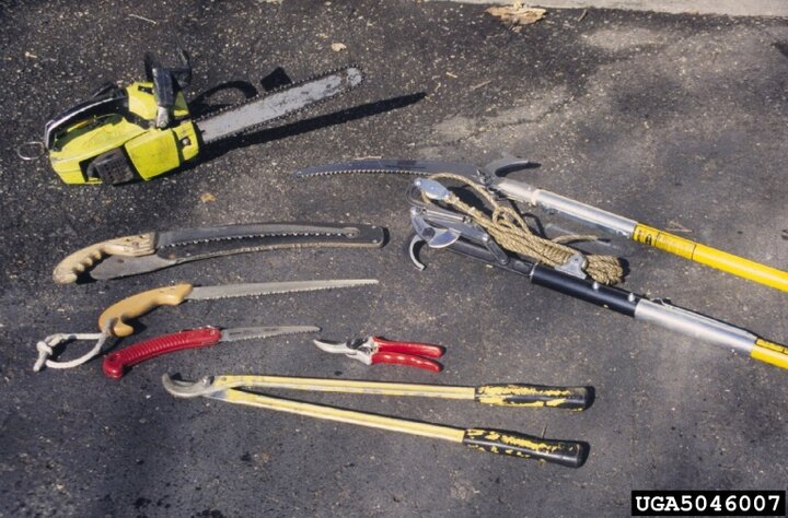 Choose the right pruning tool for the job, based on the location and size of the branch to be removed. Joseph O'Brien, USDA Forest Service, Bugwood.org.