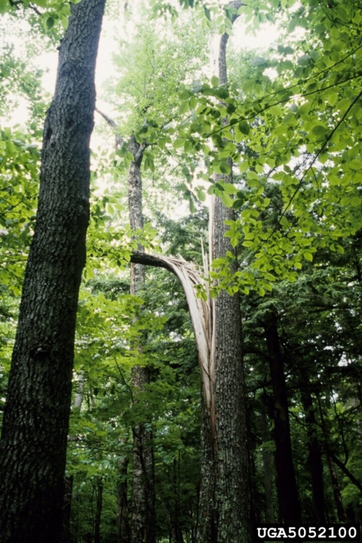 Trunk split by lightning; should be removed from landscape. Joseph O'Brien, USDA Forest Service. Bugwood.org