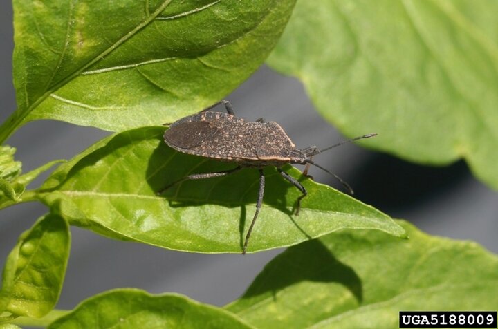 Adult squash bugs. 