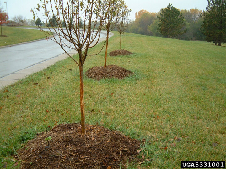 Picture of row of new trees