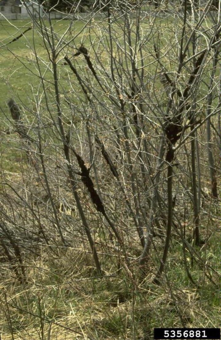 Picture of black knot on Plum Shrub.